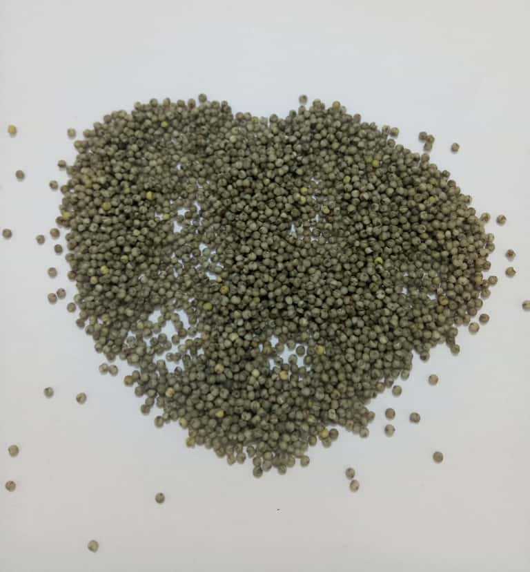 Low Temperature Roasted Black Millet Whole Grain for Congee and Soup - Image 5