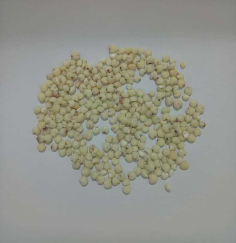 Low Temperature Baked Sorghum Millet Grain for Soy Milk and Congee - Image 4