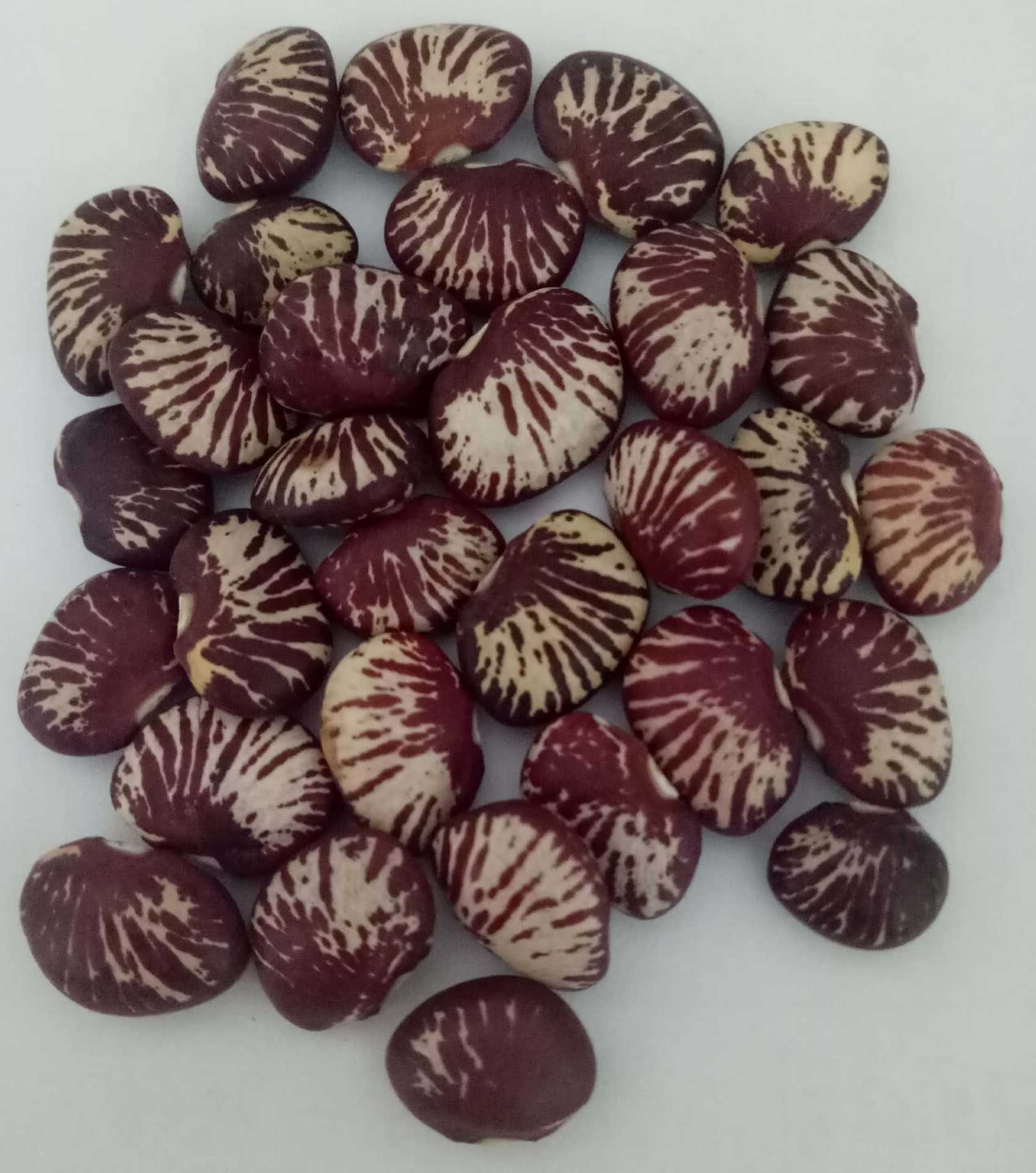 Low Temperature Roasted Cooked Kidney Beans Wholesale Five Grain Soy Milk Ingredient - Image 4