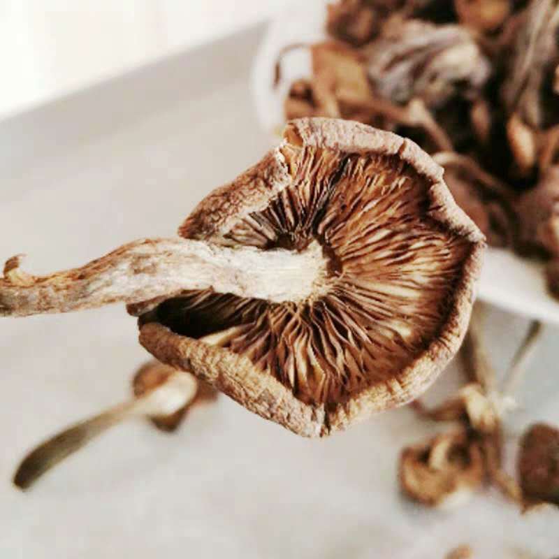 Dried Hazel Mushroom 500g Rootless Grade One Jilin Dried Mushroom for Chicken Stew - Image 4