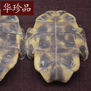 Gui Ban (Plastrum Testudinis) — Dried Turtle Shell Pieces, Whole 500g, Zhejiang Origin