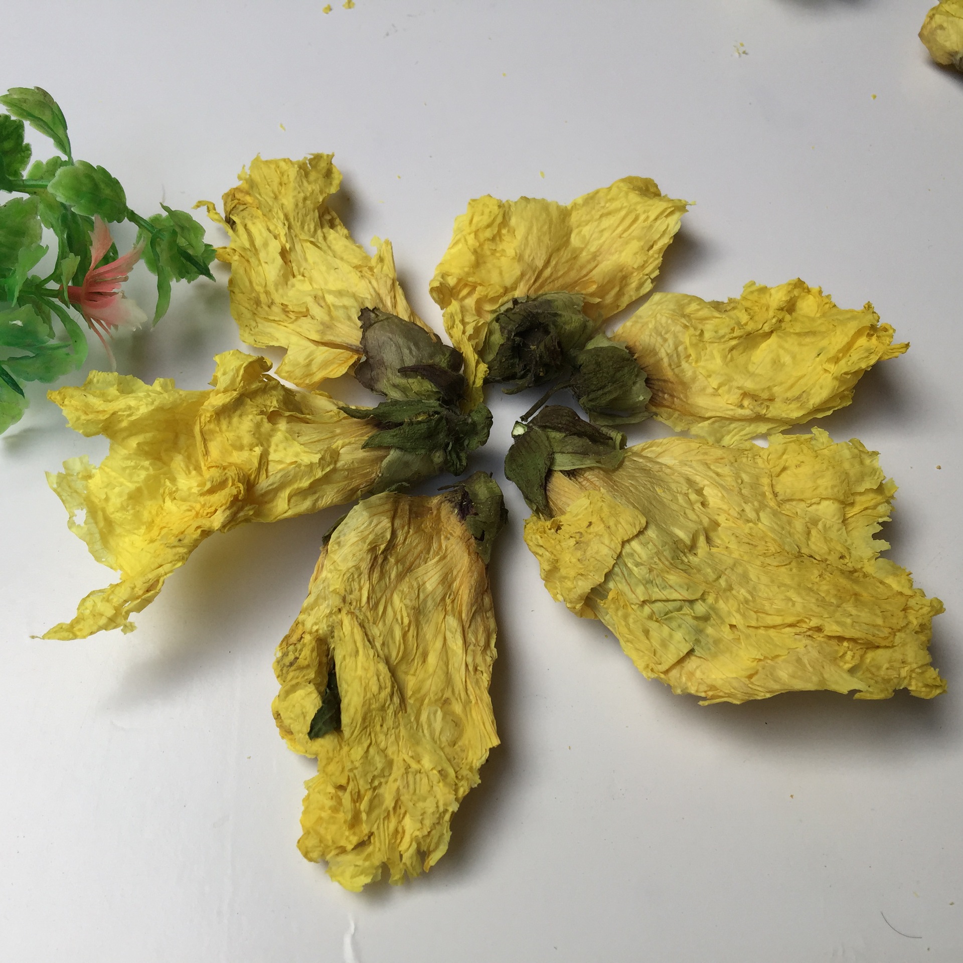 Dried Abelmoschus Flower Huang Shu Kui Hua 500g Raw Chinese Herb for Tea and Decoction - Image 2