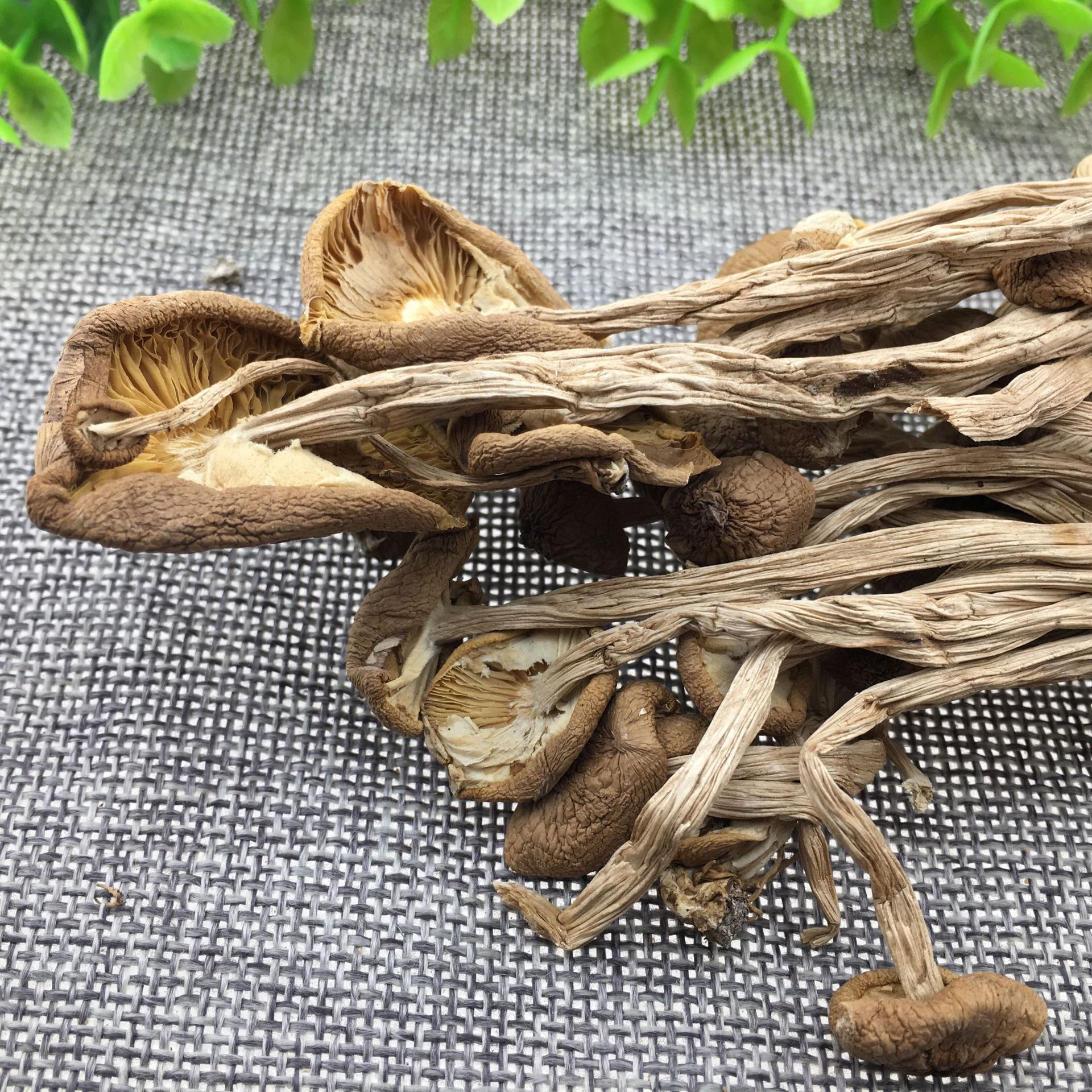 Dried Tea Tree Mushroom Cha Shu Gu Agrocybe aegerita Whole Dried Mushrooms for Soup and Culinary Use 500g - Image 5