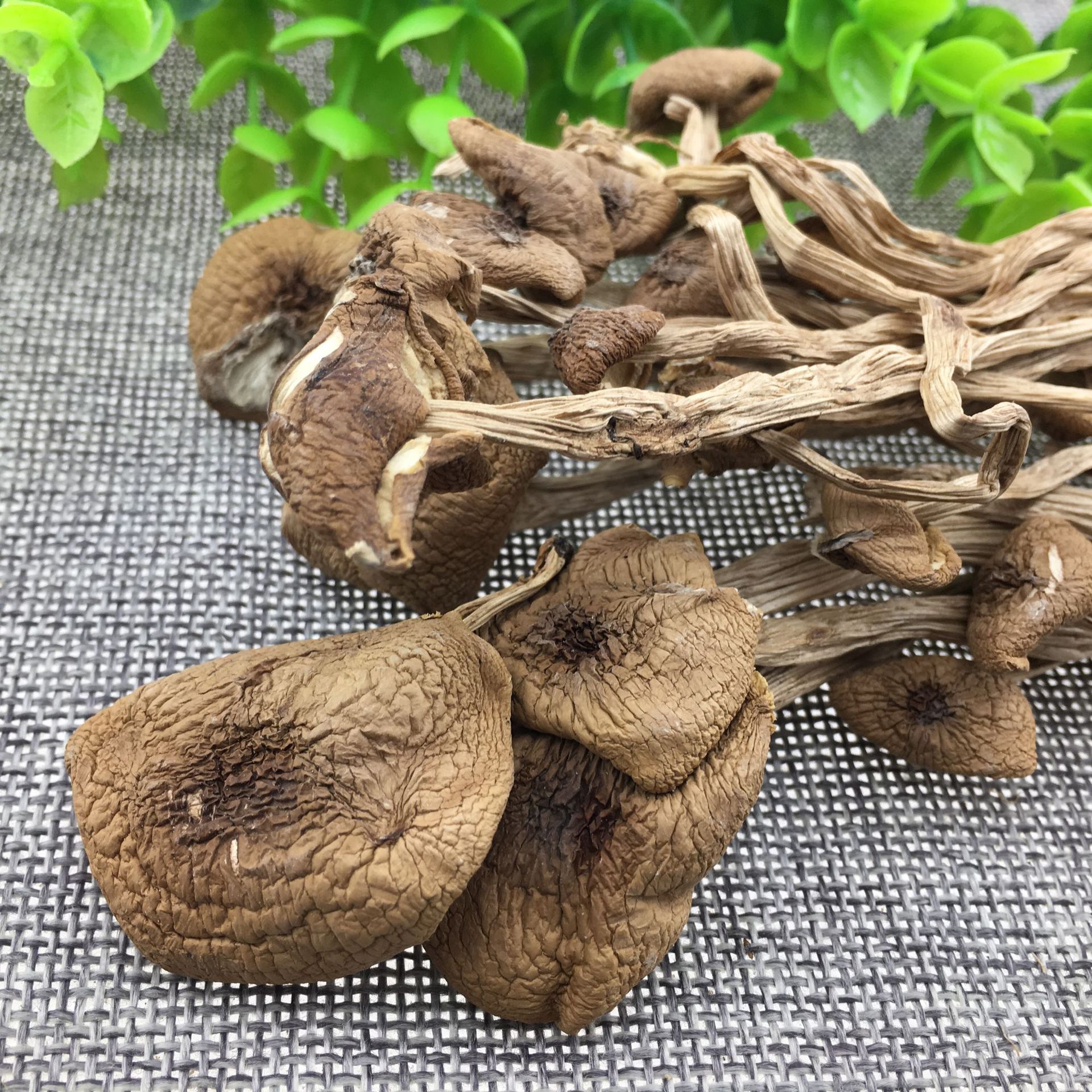 Dried Tea Tree Mushroom Cha Shu Gu Agrocybe aegerita Whole Dried Mushrooms for Soup and Culinary Use 500g - Image 3