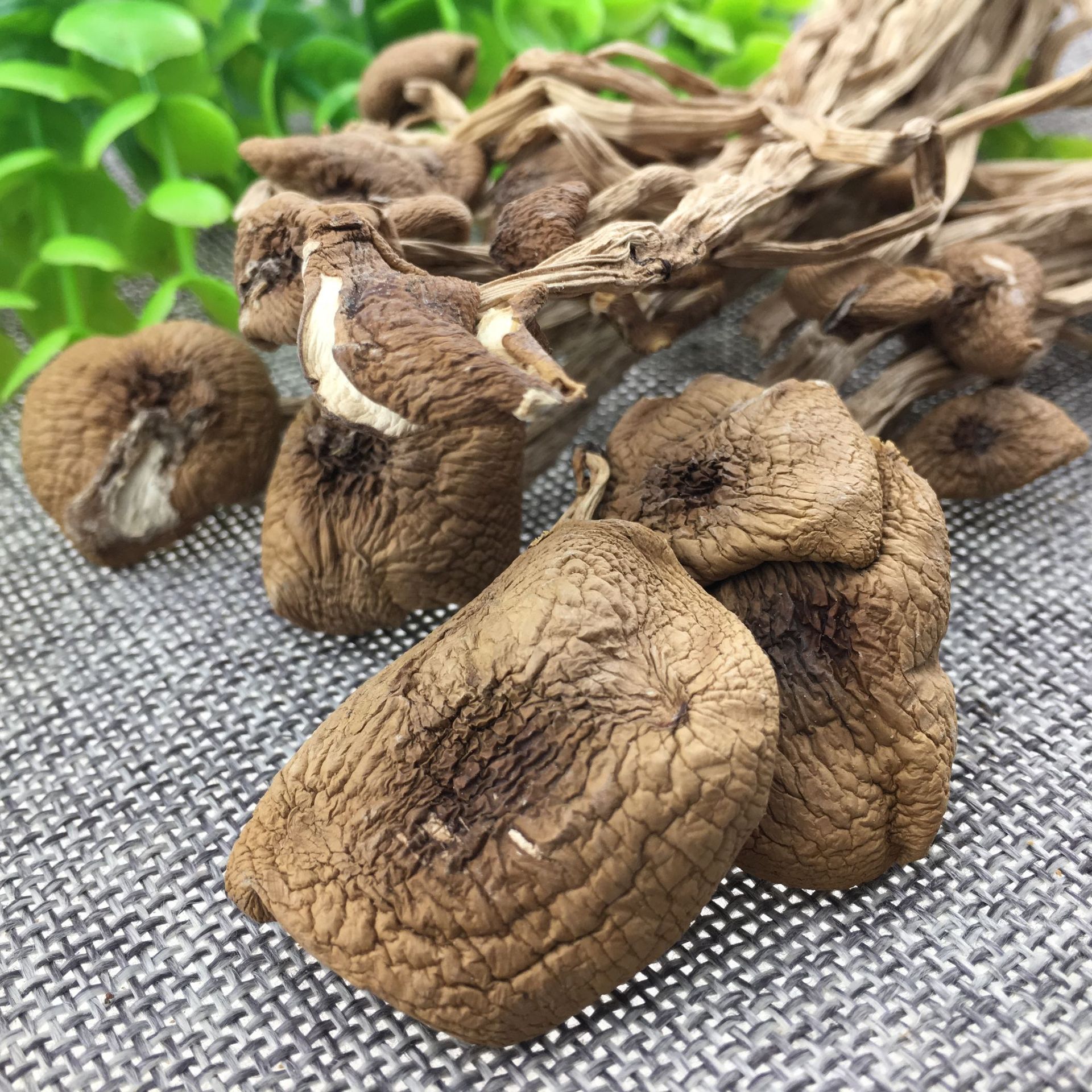 Dried Tea Tree Mushroom Cha Shu Gu Agrocybe aegerita Whole Dried Mushrooms for Soup and Culinary Use 500g - Image 4