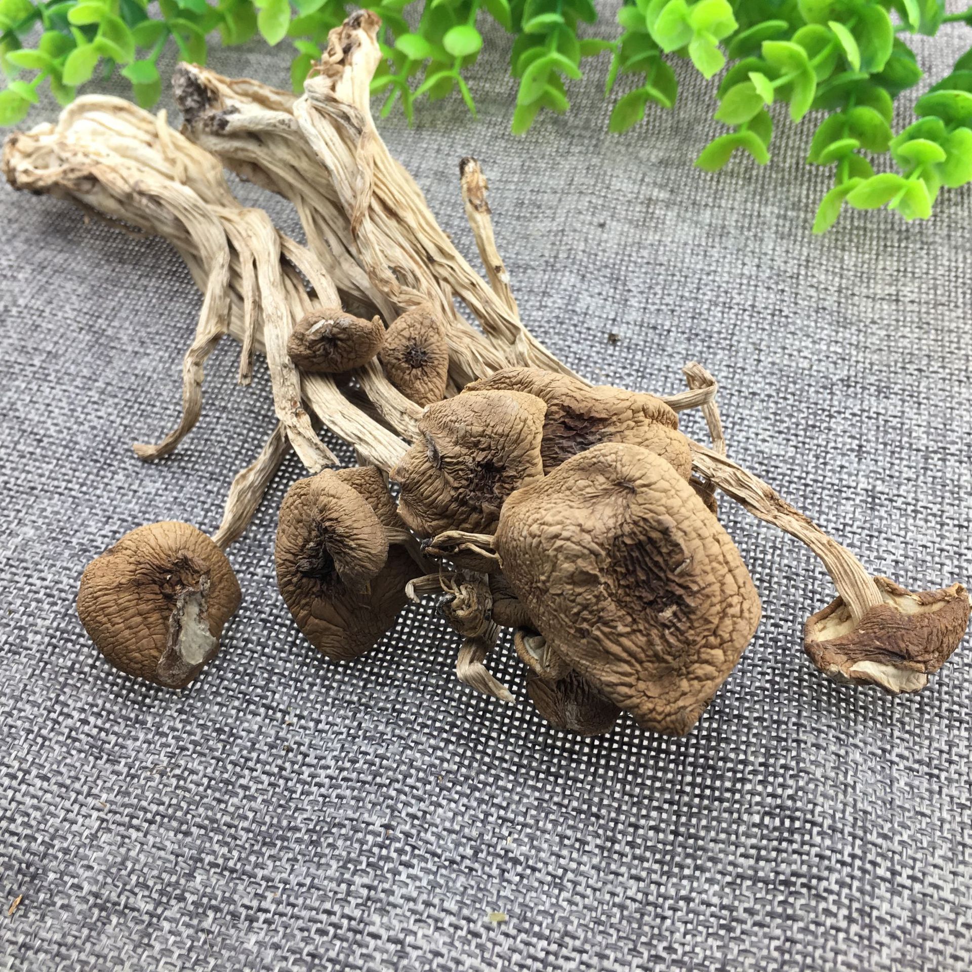 Dried Tea Tree Mushroom Cha Shu Gu Agrocybe aegerita Whole Dried Mushrooms for Soup and Culinary Use 500g - Image 2