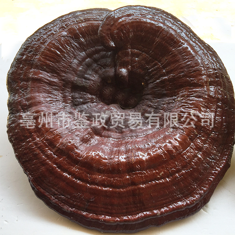 Dried Red Reishi Mushroom Whole Ling Zhi Ganoderma lucidum Traditional Herbal Tea and Decoction Herb 500g - Image 2