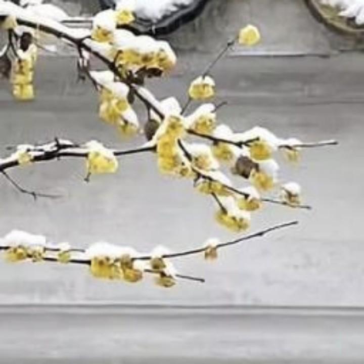 Bai Mei Hua (Armeniacae Mume Flos) — Dried White Plum Flower for Herbal Tea - Image 3