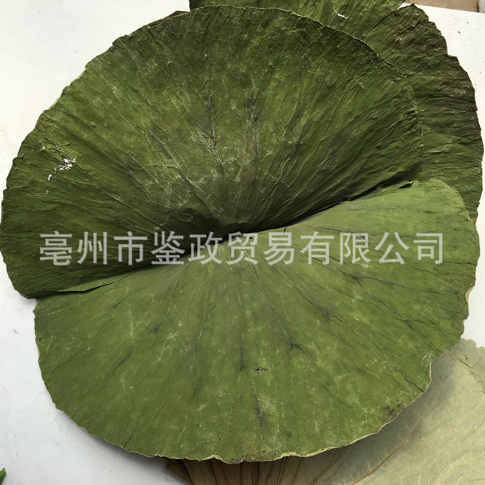 Whole Dried Lotus Leaf He Ye 500g Bag for Cooking Wrapping and Herbal Tea - Image 2