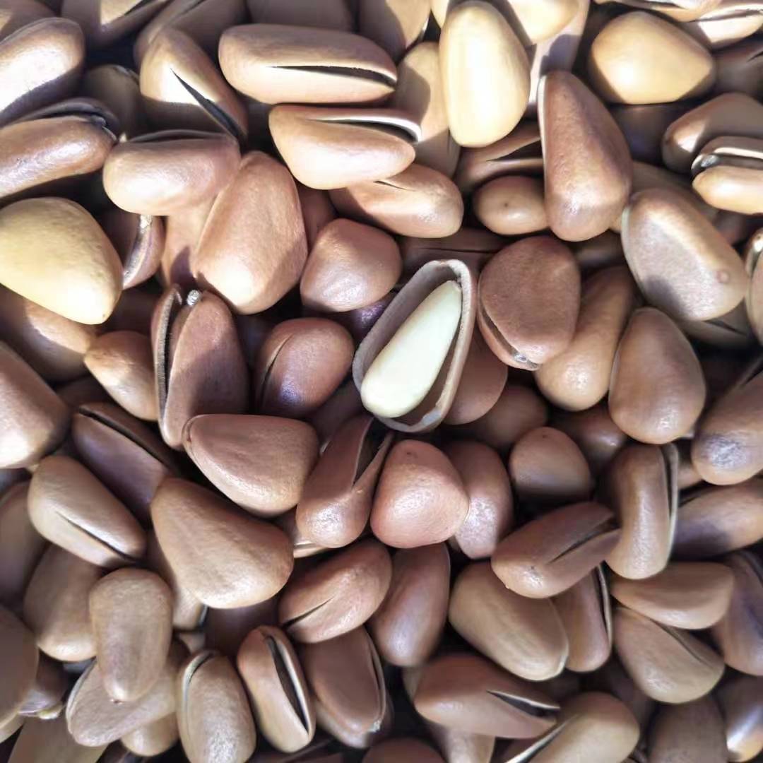 Dried Red Pine Nuts Bulk Original Flavor Hand Cracked Open Pine Nut Snack 850 Pieces Changbai Mountain - Image 5