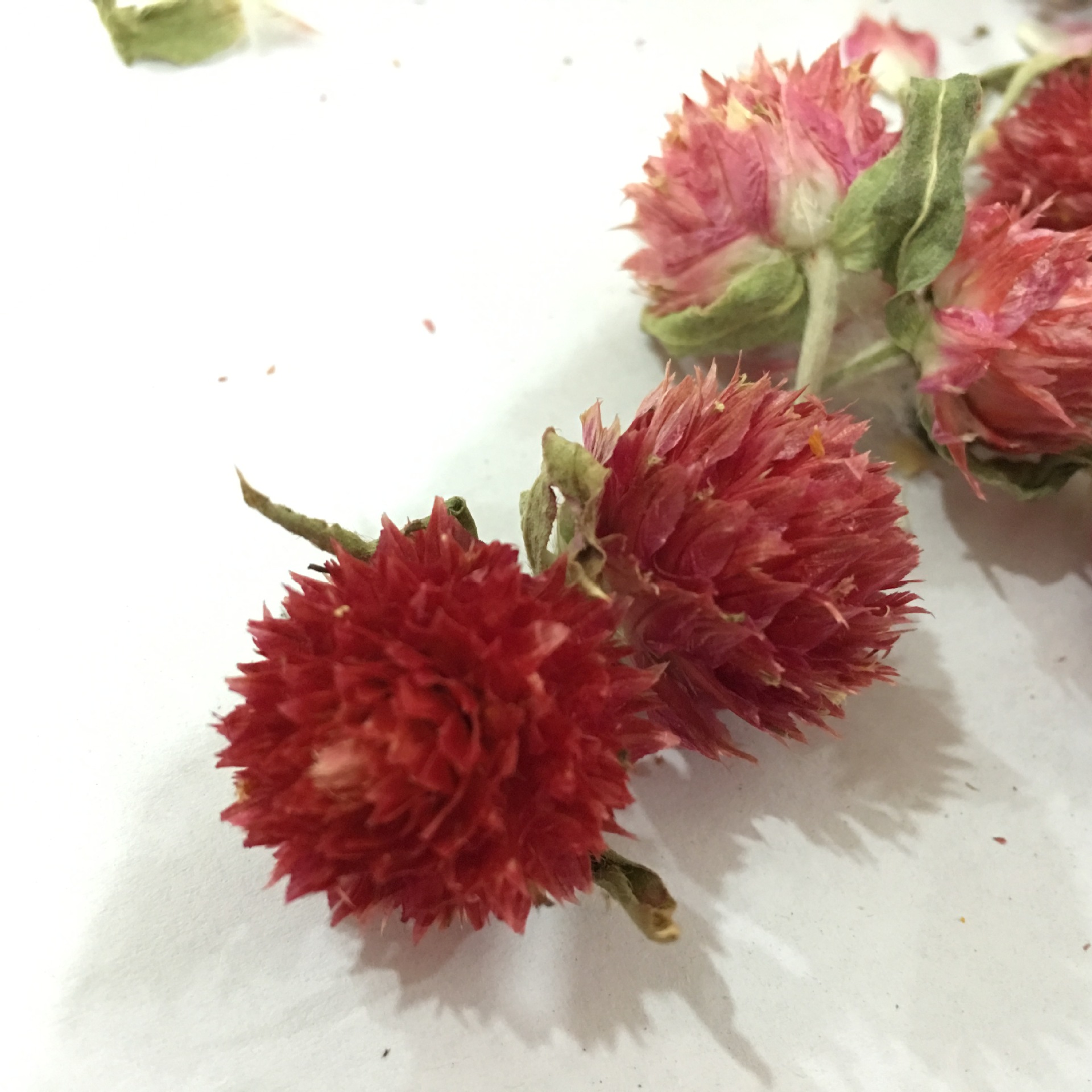 Dried Red Plum Blossom Flower Heads Hong Qiao Mei Loose Herbal Tea and Decorative Dried Flowers 500g - Image 3