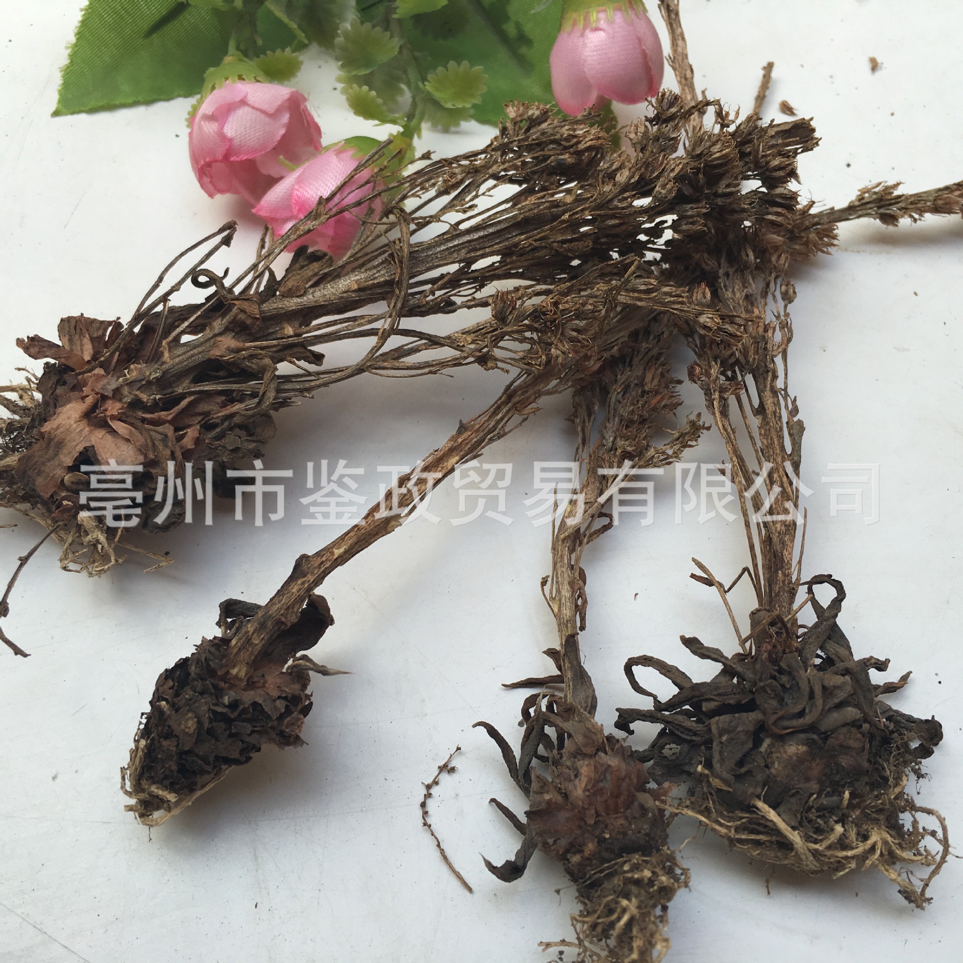 Dried Orostachys Herb Wasong 瓦松 Whole Plant 500g Bag Traditional Chinese Herbal Botanical - Image 3