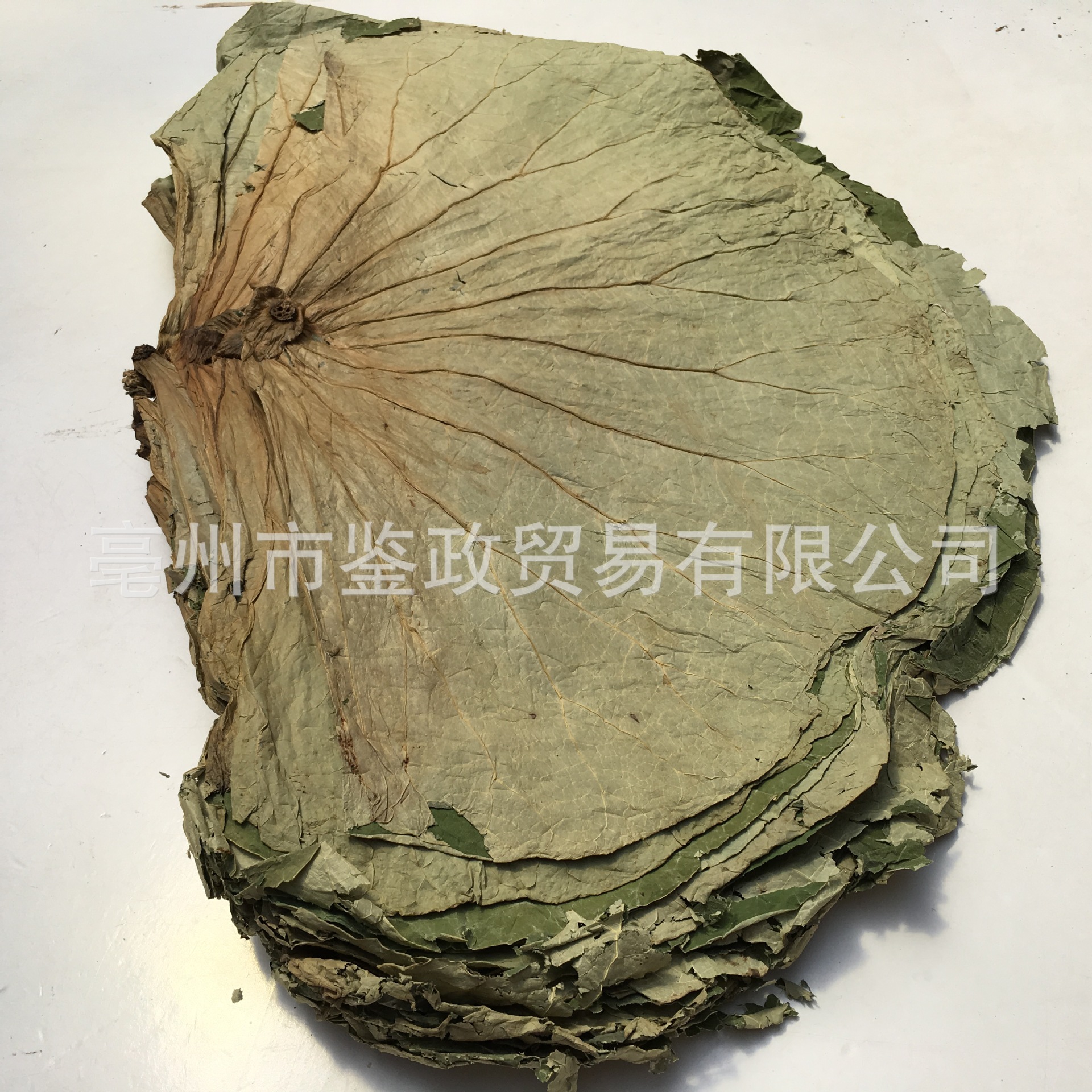 Whole Dried Lotus Leaf He Ye 500g Bag for Cooking Wrapping and Herbal Tea - Image 3
