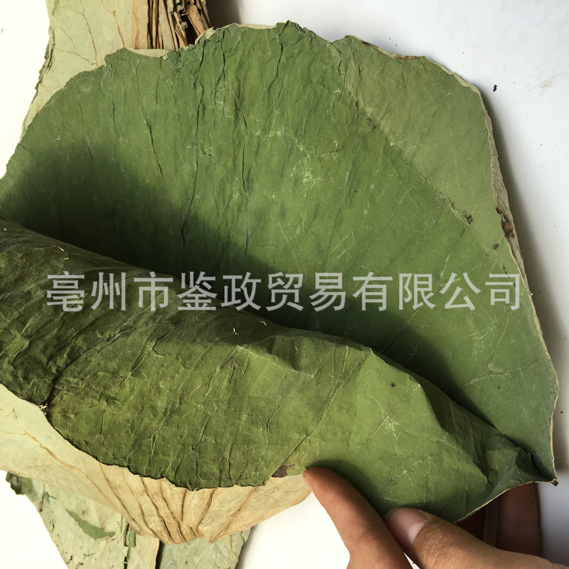 Whole Dried Lotus Leaf He Ye 500g Bag for Cooking Wrapping and Herbal Tea - Image 4
