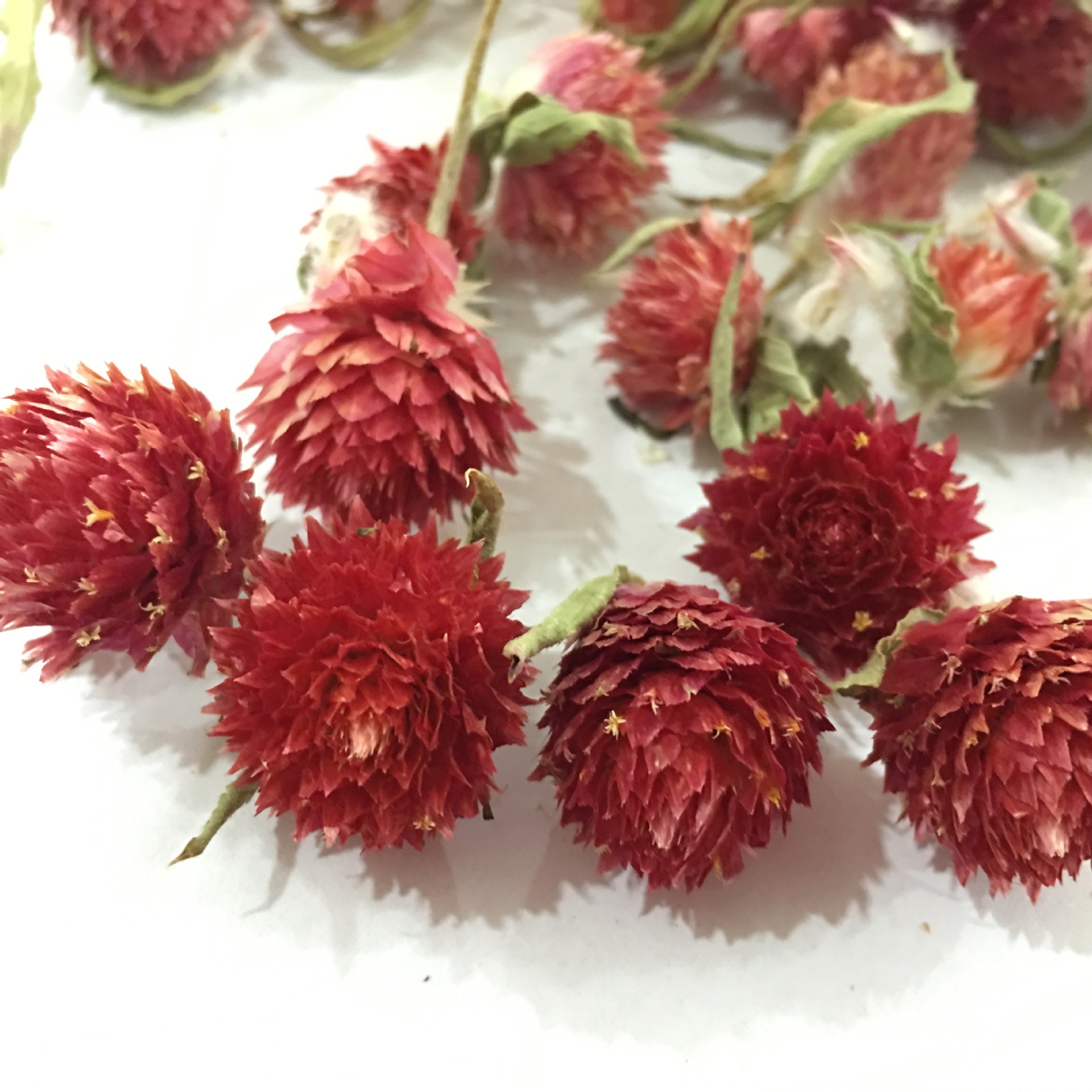 Dried Red Plum Blossom Flower Heads Hong Qiao Mei Loose Herbal Tea and Decorative Dried Flowers 500g - Image 2