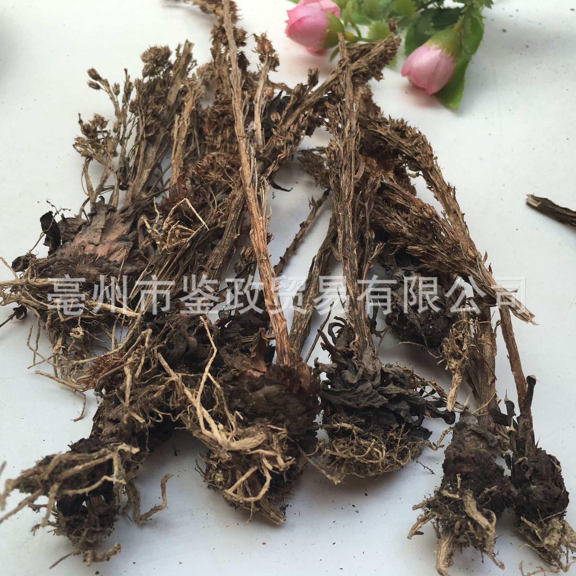 Dried Orostachys Herb Wasong 瓦松 Whole Plant 500g Bag Traditional Chinese Herbal Botanical - Image 2