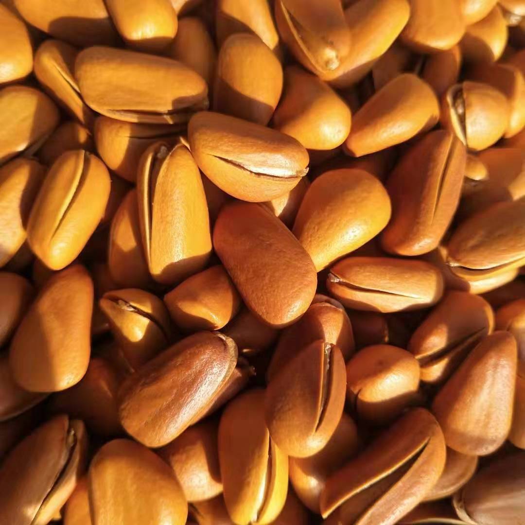 Dried Red Pine Nuts Bulk Original Flavor Hand Cracked Open Pine Nut Snack 850 Pieces Changbai Mountain - Image 2