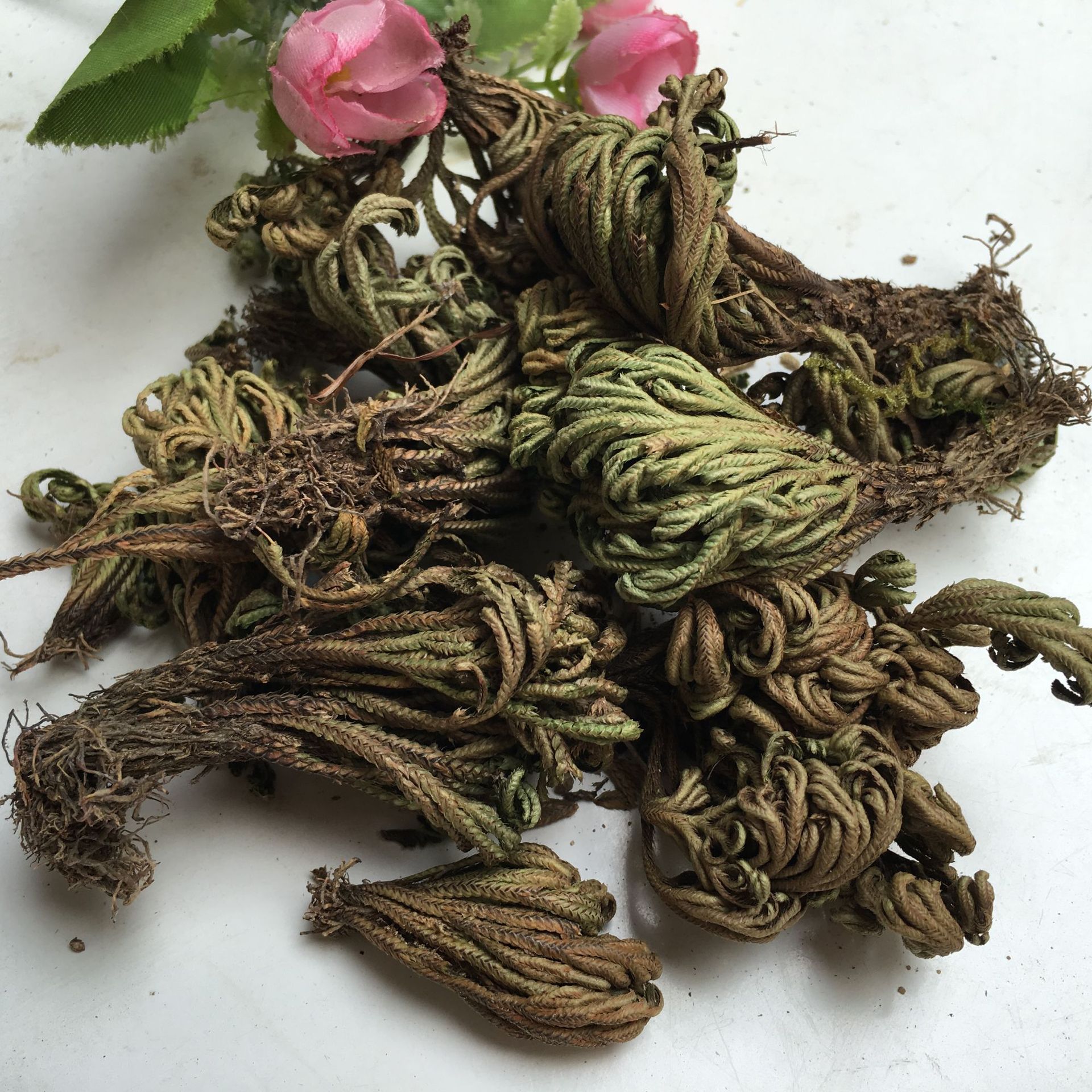 Dried Selaginella Juan Bai 500g Whole Herb Resurrection Grass Traditional TCM Botanical - Image 2