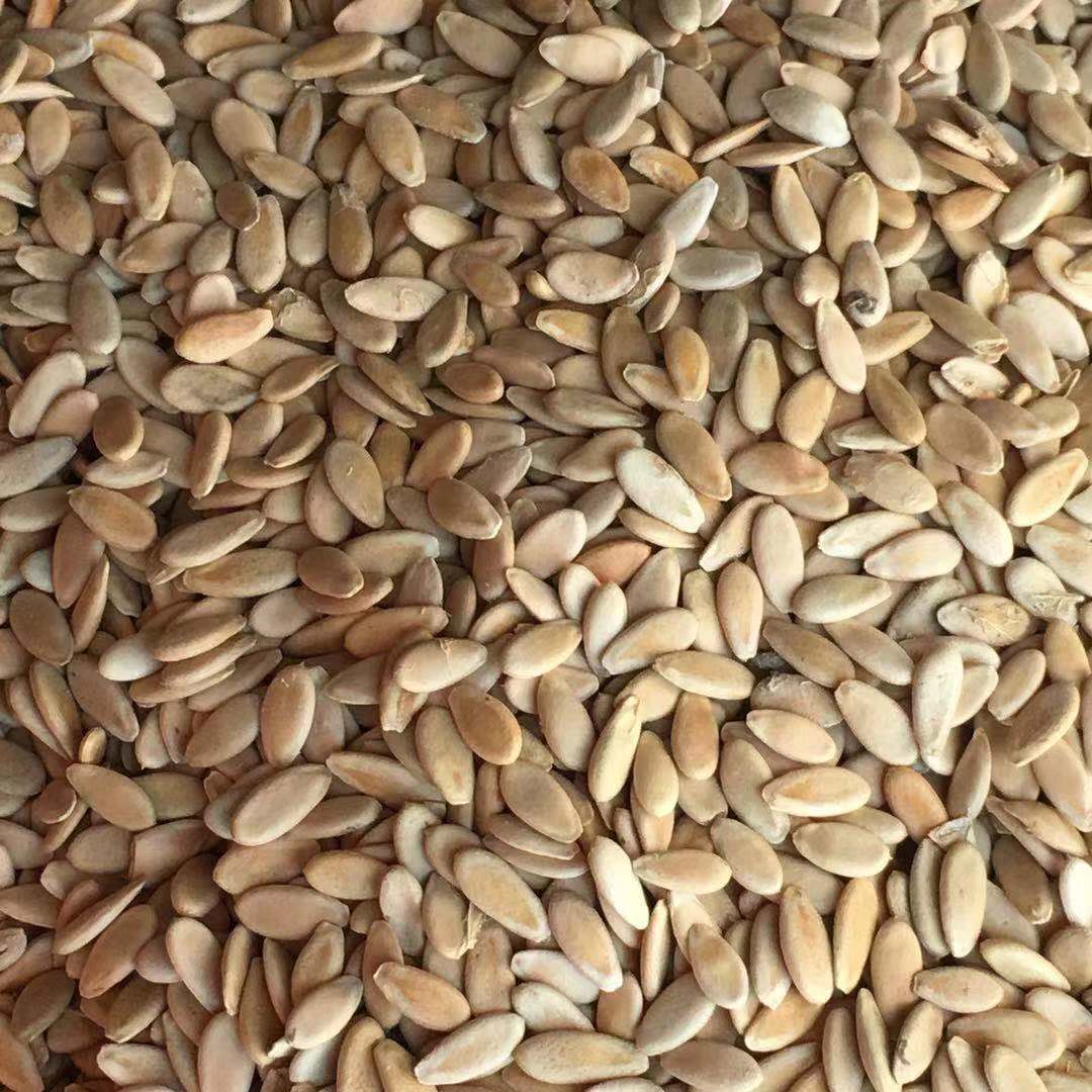 Low Temperature Roasted Muskmelon Seeds Xiang Gua Zi 500g Edible Seed Snack and Grinding Ingredient - Image 4