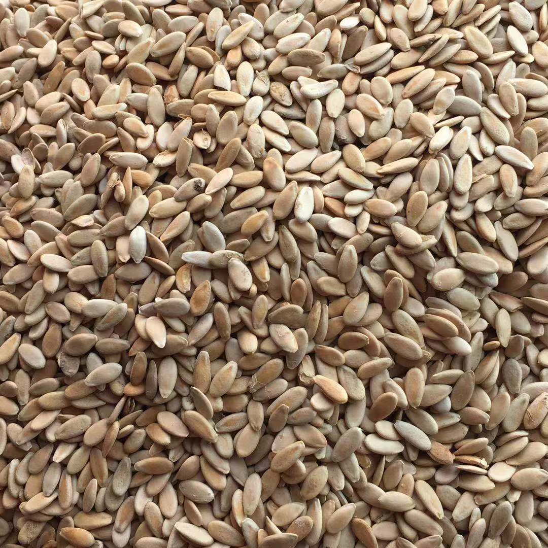Low Temperature Roasted Muskmelon Seeds Xiang Gua Zi 500g Edible Seed Snack and Grinding Ingredient - Image 3