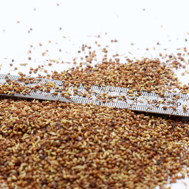 Mu Lian Zi Ficus Pumila Seeds Dried Herbal Seeds for Traditional Jelly Making 500g - Image 4