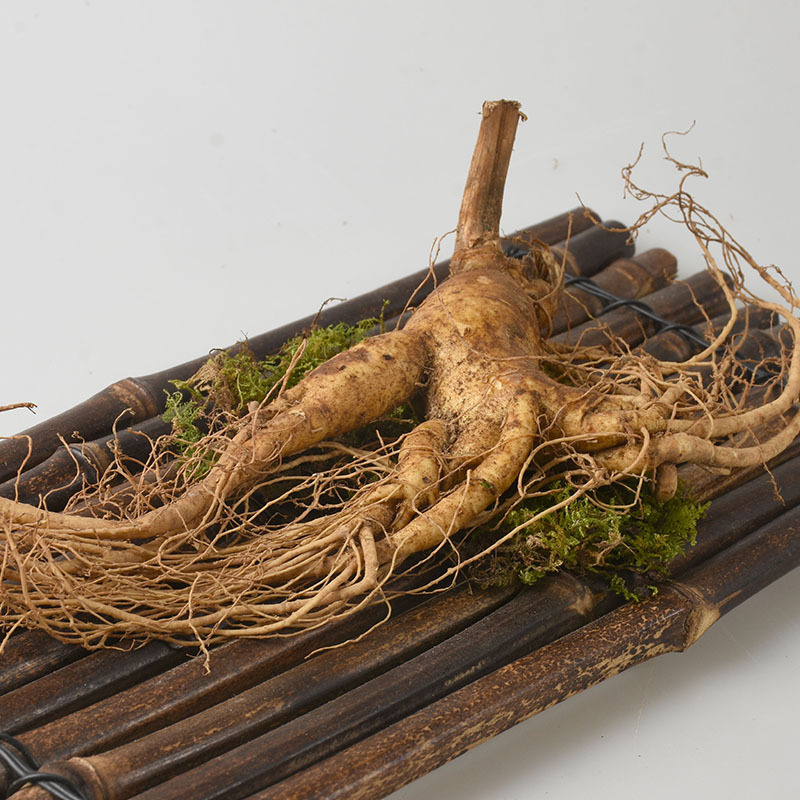 Fresh Ginseng Root (Panax ginseng) — Whole Fresh Ren Shen for Cooking & Decoction - Image 3