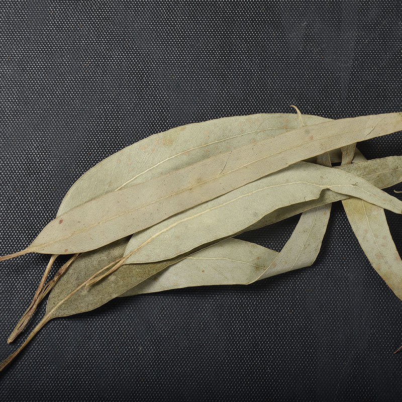 Eucalyptus Leaves (Eucalyptus globulus) — Dried Herbal Leaf for Tea & Steam - Image 3