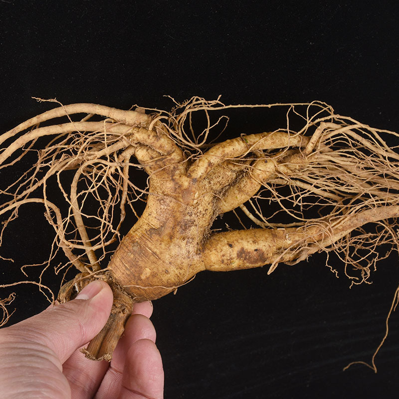 Fresh Ginseng Root (Panax ginseng) — Whole Fresh Ren Shen for Cooking & Decoction - Image 2