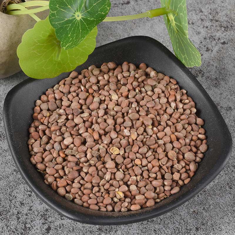 Lai Fu Zi (Semen Raphani) — Dried Radish Seed, Food-Herb for Tea & Soup - Image 2