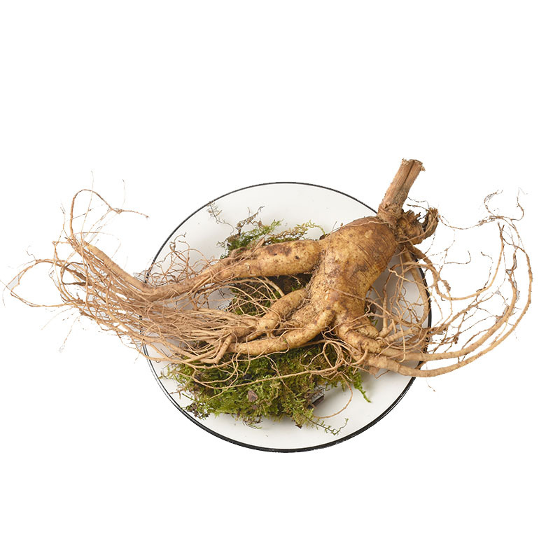 Fresh Ginseng Root (Panax ginseng) — Whole Fresh Ren Shen for Cooking & Decoction - Image 5