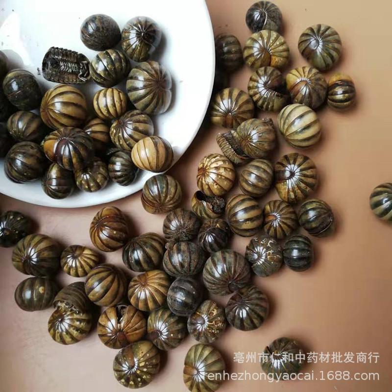 Gun Shan Chong Dried Insect Herb 500g Traditional Chinese Herbal Material - Image 2