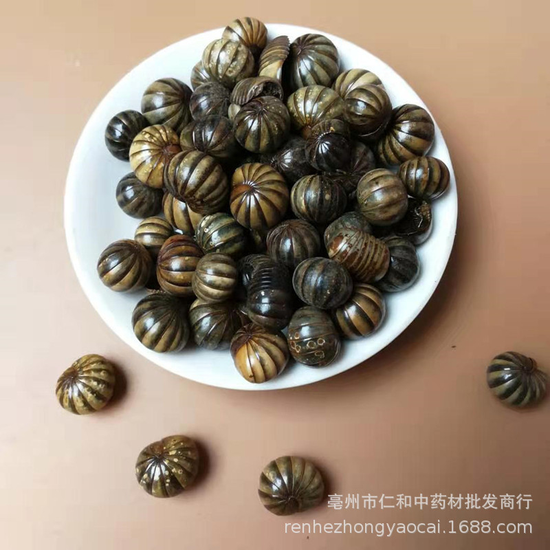 Gun Shan Chong Dried Insect Herb 500g Traditional Chinese Herbal Material - Image 3
