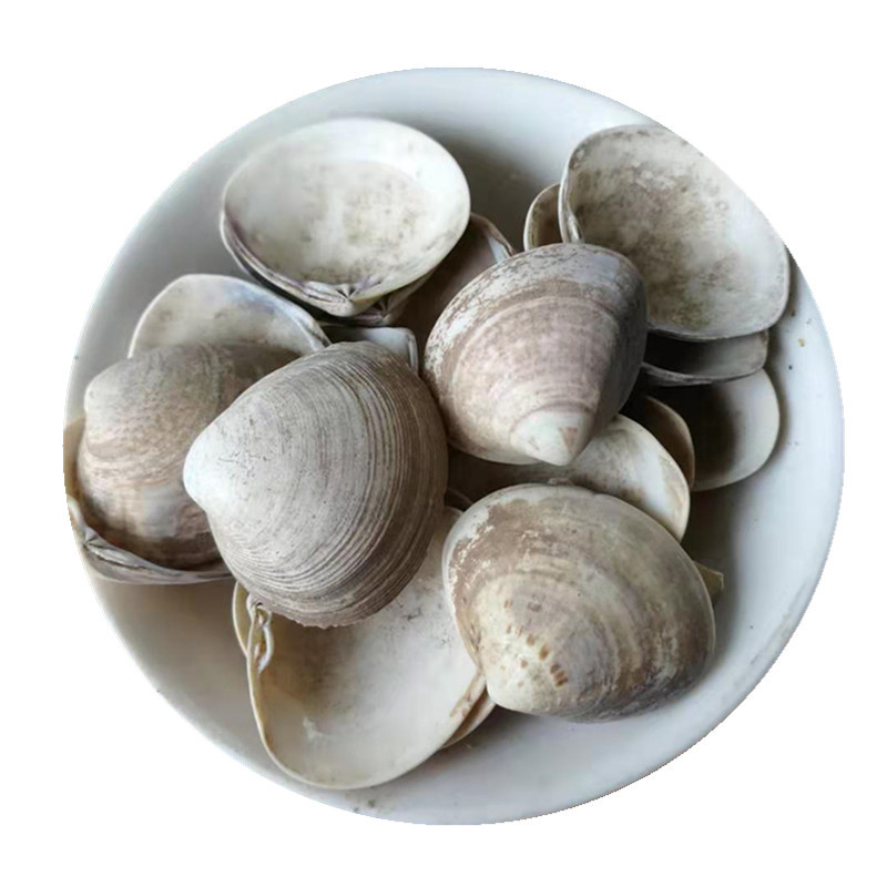 Sea Clam Shell Hai Ge Ke Dried Herbal Ingredient 500g for Culinary and Traditional Use - Image 5