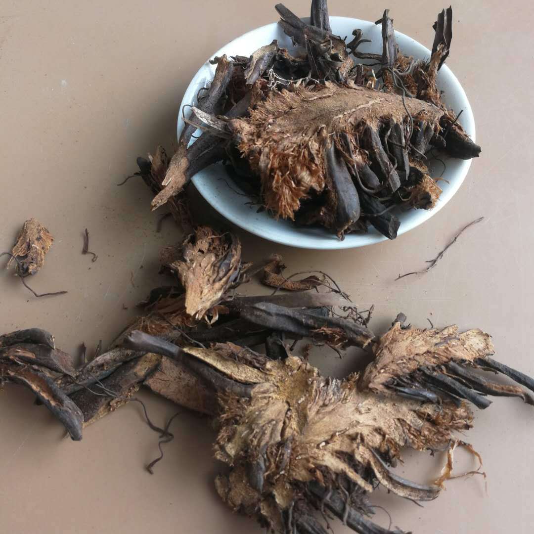 Dried Guan Zhong Whole Root Male Fern Rhizome Traditional Chinese Herb 500g - Image 2