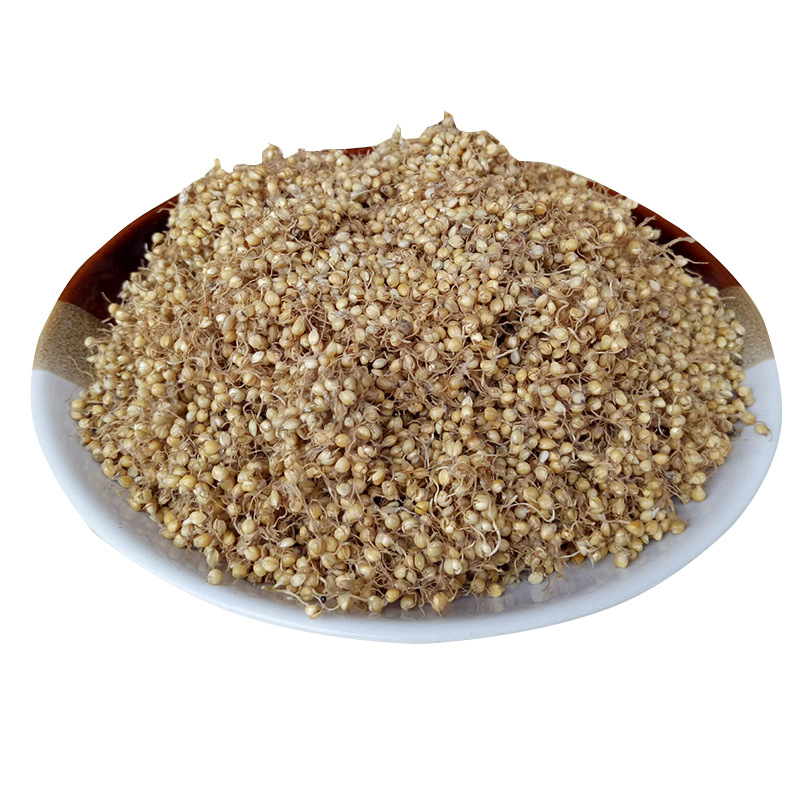 Dried Setaria Sprouted Grain Gu Ya 谷芽 Sprouted Millet Grain TCM Herbal Ingredient 500g - Image 5