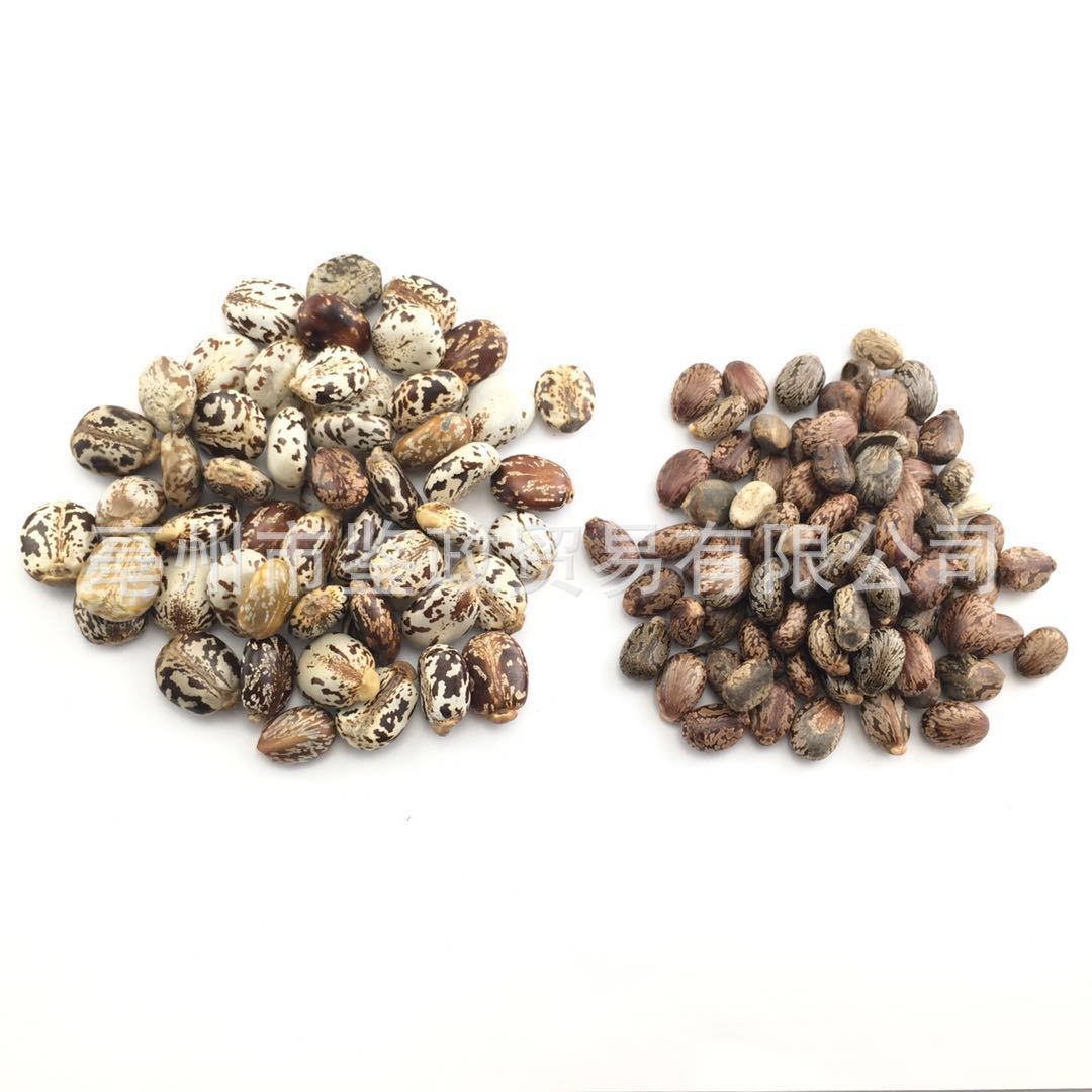 Castor Seeds Bi Ma Zi Dried Ricinus Communis Bulk Herbal Seeds 500g - Image 5