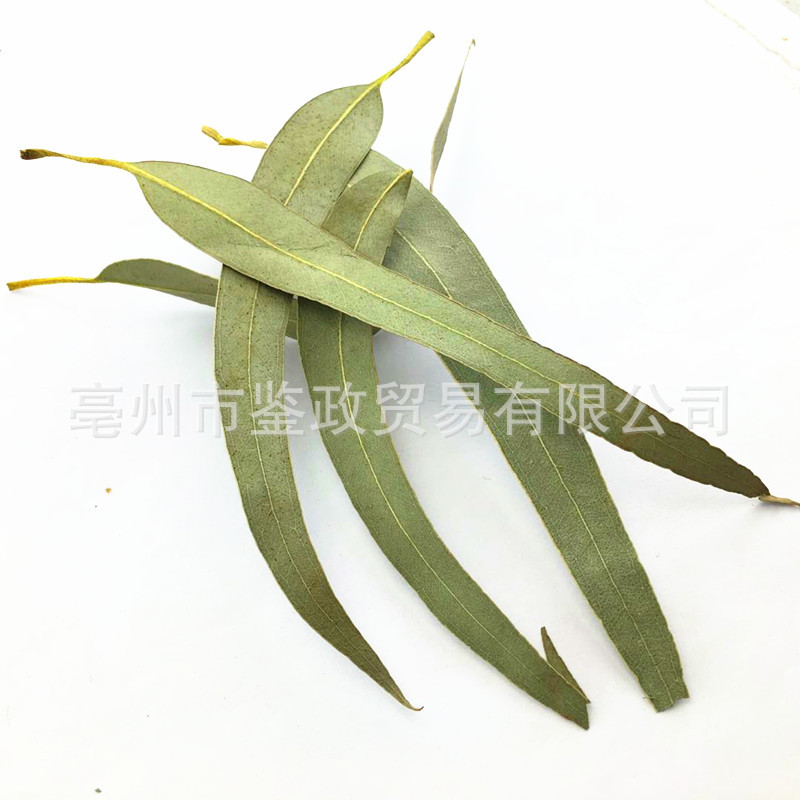 Dried Eucalyptus Leaf An Ye Bulk Herbal Tea Ingredient Sun Dried 500g - Image 3