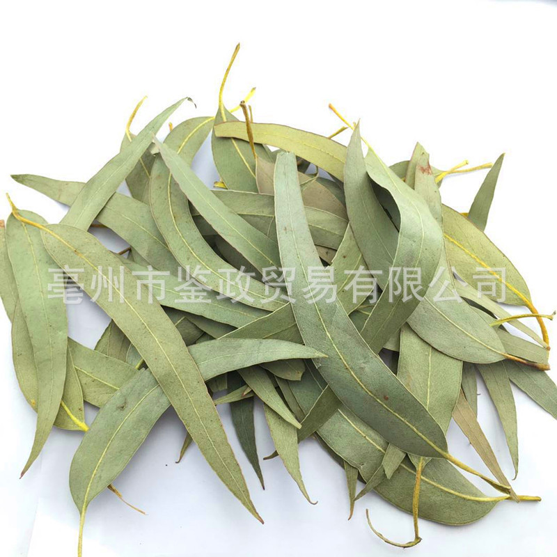 Dried Eucalyptus Leaf An Ye Bulk Herbal Tea Ingredient Sun Dried 500g - Image 5