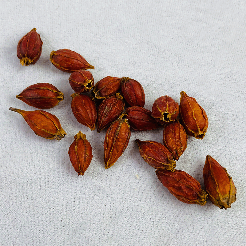 Gardenia Fruit Zhi Zi 500g Dried Fructus Gardeniae Herbal Decoction Pieces - Image 4
