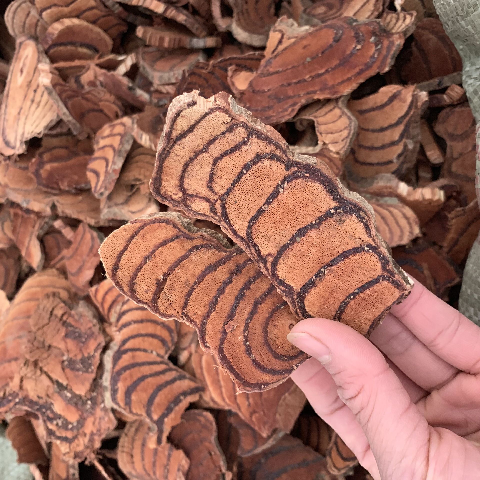 Dried Spatholobus Stem Ji Xue Teng Chicken Blood Vine Sliced Chinese Herb for Tea Decoction and Wine 500g - Image 2