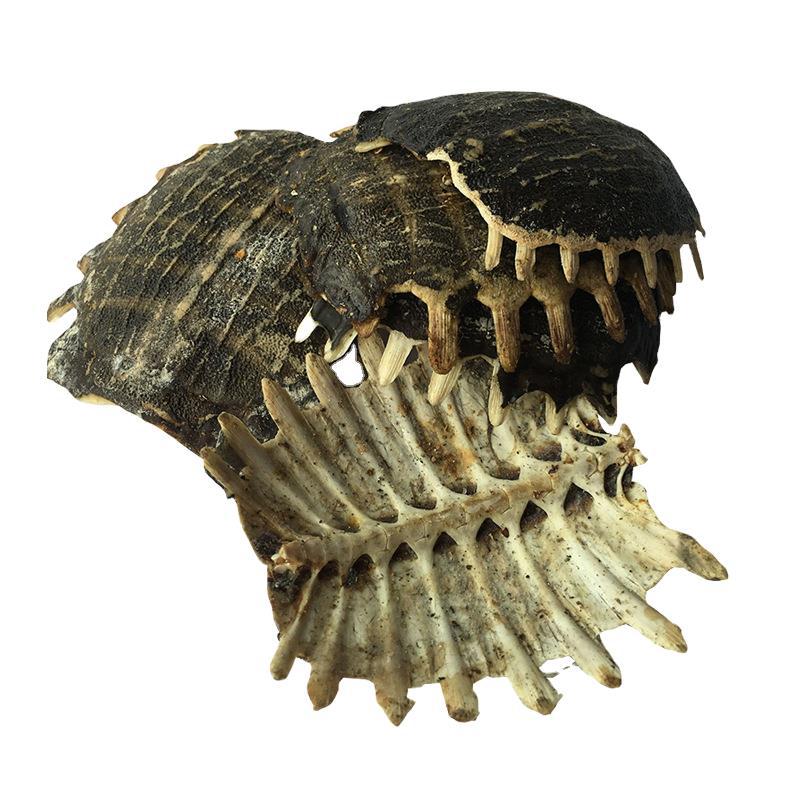 Dried Turtle Shell Bie Jia 500g Traditional Chinese Herb for Culinary Decoction Use - Image 5