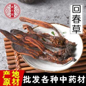 Hui Chun Cao (Boschniakia rossica) — Dried Whole Food Herb for Wine Infusion & Decoction