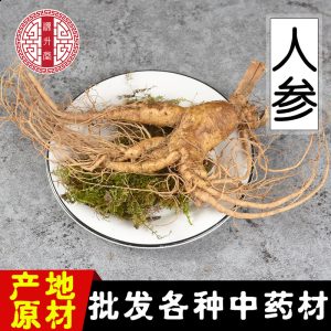 Fresh Ginseng Root (Panax ginseng) — Whole Fresh Ren Shen for Cooking & Decoction