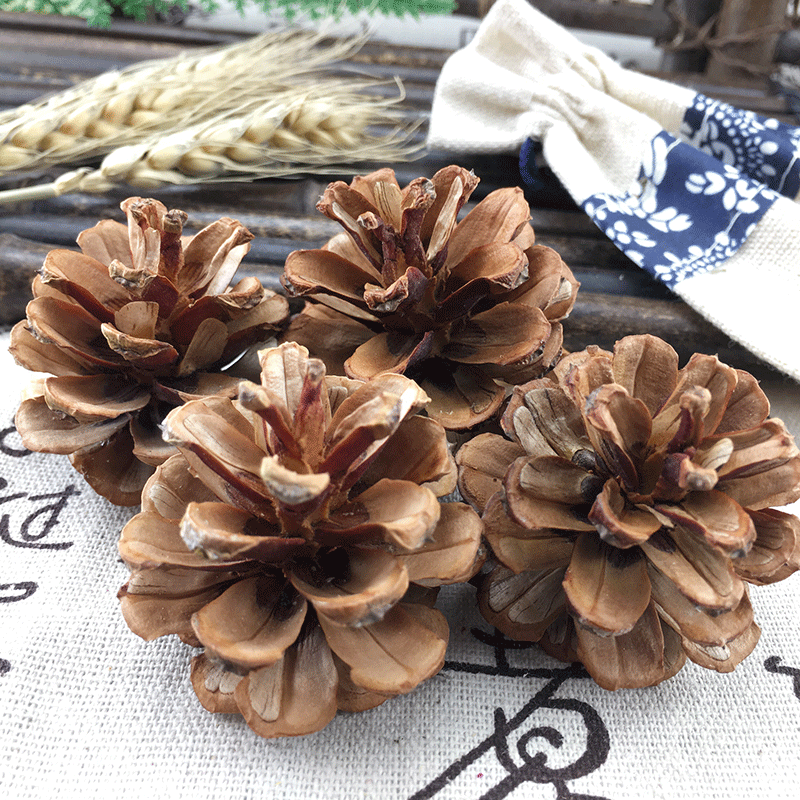 Dried Pine Cones Song Ta Loose Natural Cones 500g Sun Dried Decorative Craft and Herbal Use - Image 2