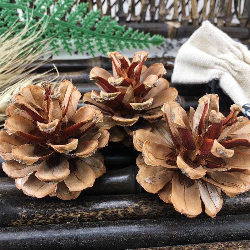 Dried Pine Cones Song Ta Loose Natural Cones 500g Sun Dried Decorative Craft and Herbal Use - Image 3
