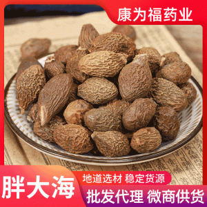 Pang Da Hai Powder (Sterculia lychnophora) — Dried Food-Herb Seed Powder for Throat-Soothing Teas