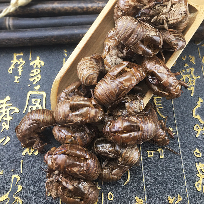 Cicada Slough Chan Tui 蝉蜕 Dried Whole Molts Traditional TCM Herb 500g Washed and Sun Dried - Image 2