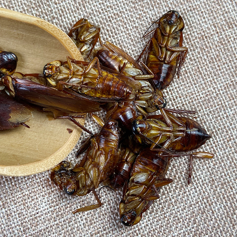Dried Cockroach Whole Insect Yan Lang 500g Traditional Chinese Herbal Material Sun Dried - Image 3
