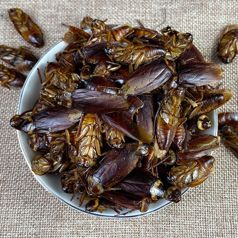 Dried Cockroach Whole Insect Yan Lang 500g Traditional Chinese Herbal Material Sun Dried - Image 2