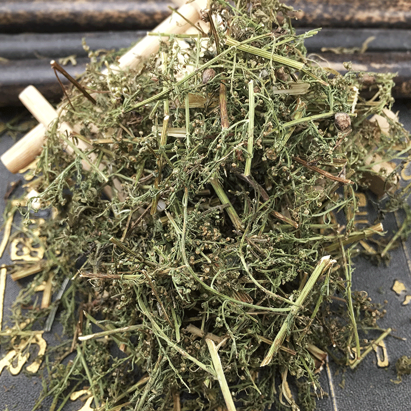 Dried Sweet Wormwood Herb Qing Hao 500g Fresh Batch Artemisia annua Leaves Traditional Herbal Tea Ingredient - Image 4